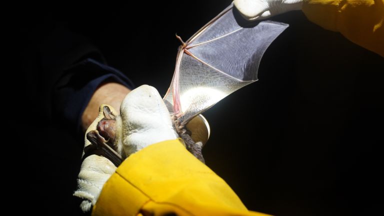 Vergrösserung Arterfassung und Kartierung einzelner Fledermäuse im natürlichen Lebensraum in der Vulkaneifel. Unter anderem wird das Gewicht, die Länge des Unterarms oder auch die Verknöcherung der Gelenke bestimmt.