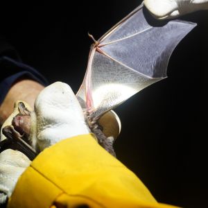 Arterfassung und Kartierung einzelner Fledermäuse im natürlichen Lebensraum in der Vulkaneifel. Unter anderem wird das Gewicht, die Länge des Unterarms oder auch die Verknöcherung der Gelenke bestimmt.
