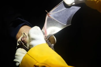 Arterfassung und Kartierung einzelner Fledermäuse im natürlichen Lebensraum in der Vulkaneifel. Unter anderem wird das Gewicht, die Länge des Unterarms oder auch die Verknöcherung der Gelenke bestimmt.