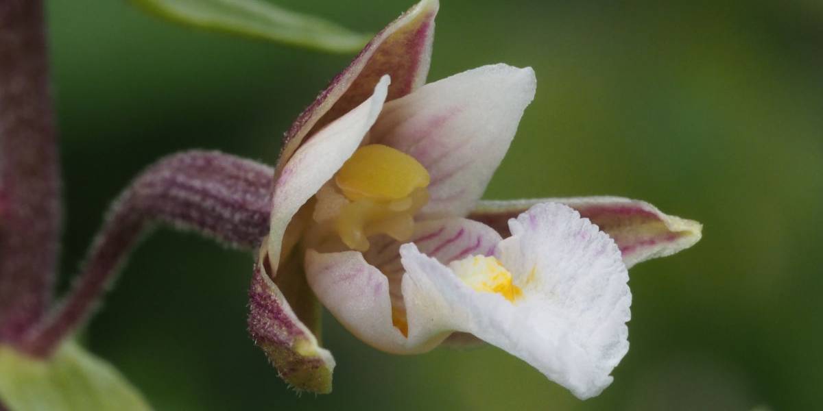Epipactis palustris - Sumpf-Stendelwurz