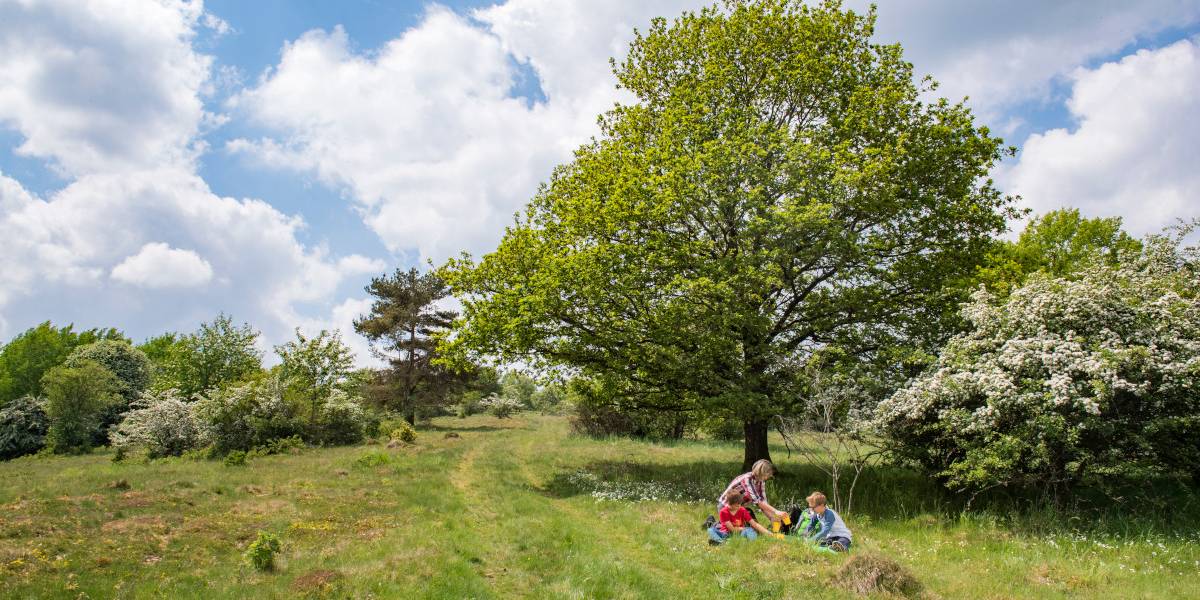 Picknick in Landschaft mit Hecken und Feldgehölzen