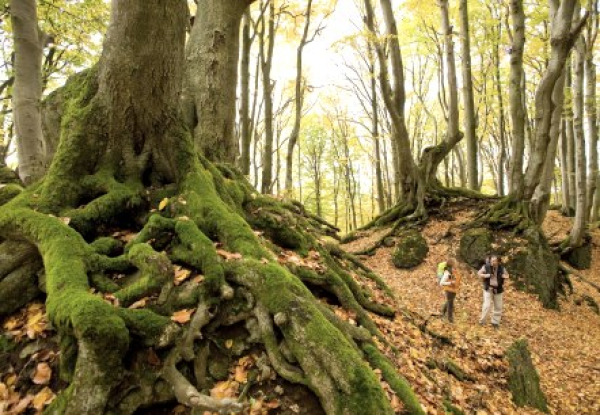 Herbstwald